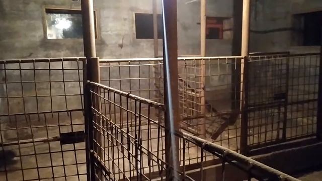 Новоселье у птицы смотреть онлайн