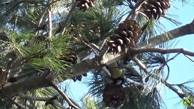 Кто живёт в Ботаническом саду Калининград 2018 смотреть онлайн