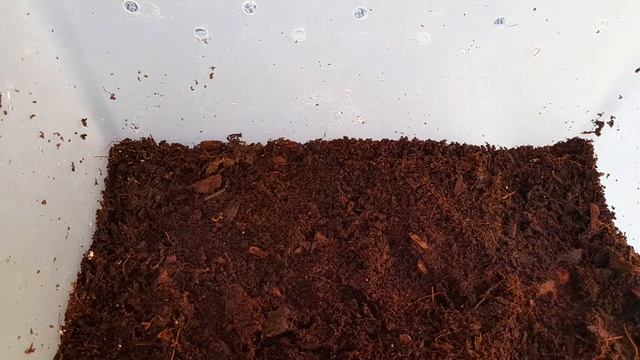 КАК ИЗБАВИТЬСЯ ОТ МОШЕК У УЛИТОК?// ПОКАЗЫВАЮ всех своих АХАТИН// сколько у меня улиток?// Alex Li смотреть онлайн