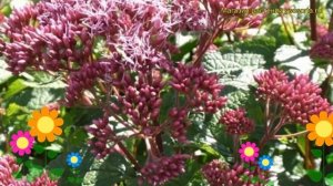 Посконник пятнистый Ред Дварф. Краткий обзор, описание характеристик eupatorium maculatum Red Dwarf