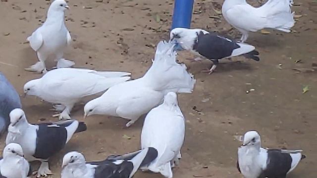 турецкие породы голубей, знакомство в Турции. смотреть онлайн
