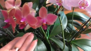 БОМБИЧЕСКОЕ ЦВЕТЕНИЕ ОРХИДЕЙ! ЗИМНИЙ САД с ОРХИДЕЯМИ.