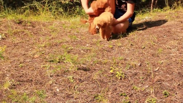 Той-пудель. Toy-poodles. Щенки той-пуделя