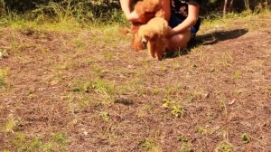 Той-пудель. Toy-poodles. Щенки той-пуделя