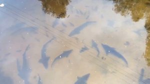 Выращивание осетровых в пруду