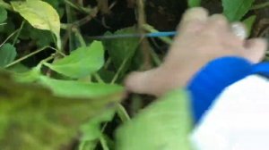 Крупнолистная гортензия.Секреты укрытия на зиму крупнолистной гортензии ??♀️ ? результат