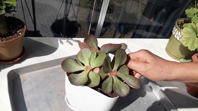 Echeveria Suyon sukulent kelle alma 😀 смотреть онлайн
