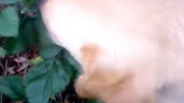 Айк и ежевика смотреть онлайн