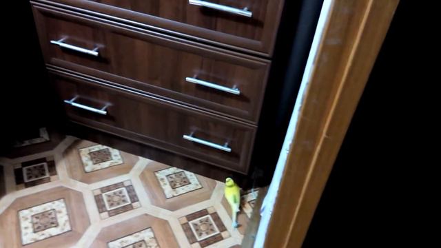 Попугай прячется в углу! Попугай превратился в хомяка? Волнистый попугай ведет себя как хомяк!