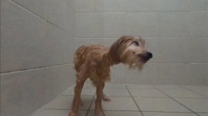 Wet Dog Shaking Off Water | Slow Motion | Cute Puppy In Action