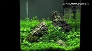 ДАНИО рыбки. Одни из самых ярких рыбок !