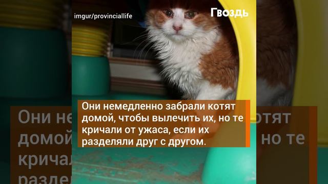 Странное хныканье слышалось из коробки в снегу. Отец заглянул внутрь и обомлел. смотреть онлайн