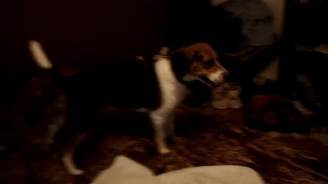 jack russell vs beagle смотреть онлайн