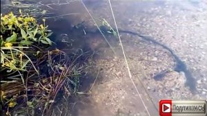 Универсальная наживка на сома печень,ракушка. Почему именно так!