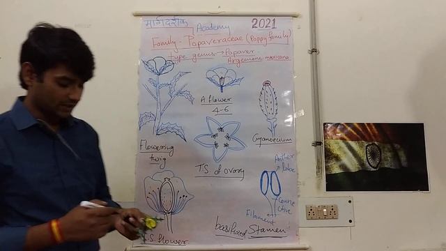 Family Papaveraceae(Argemone maxicana) Dicotyledonae смотреть онлайн