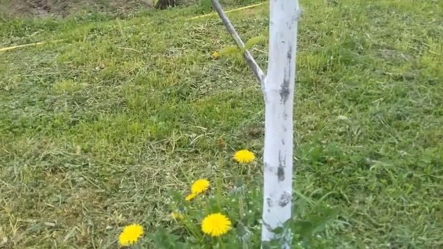 Защита деревьев от муравьев. Клей ИНТА-ВИР. Начинаю садоводничать. смотреть онлайн