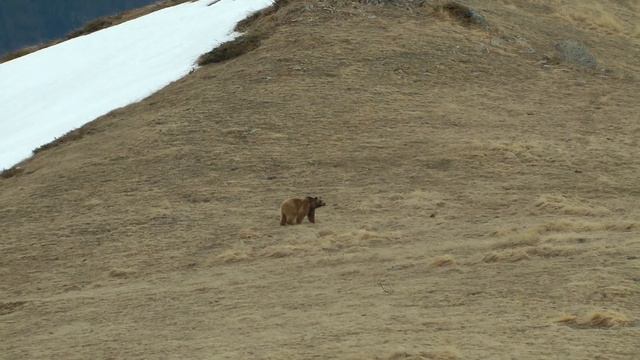 Учет медведей в Кавказском Биосферном Заповеднике, Лагонаки