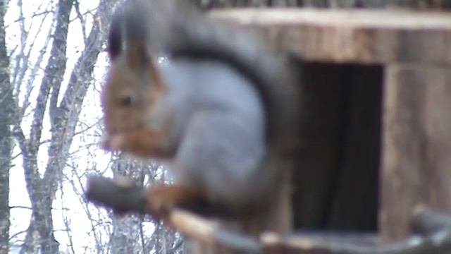 Кормушки для белок собственными руками