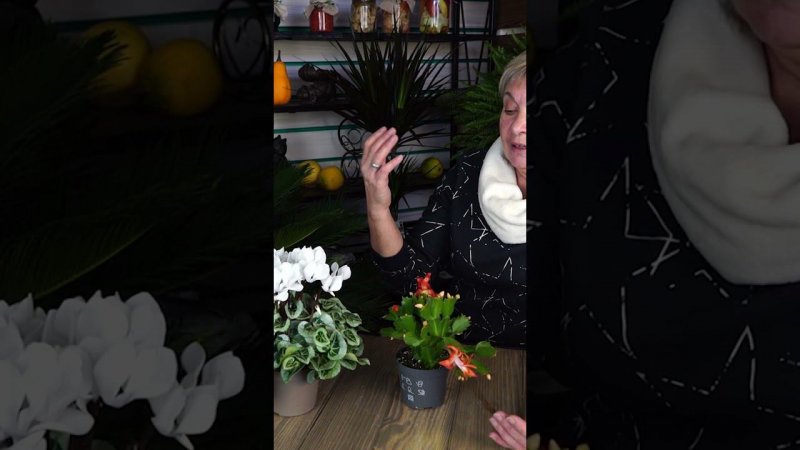 Свет для комнатных растений зимой  #хитсад #hitsad