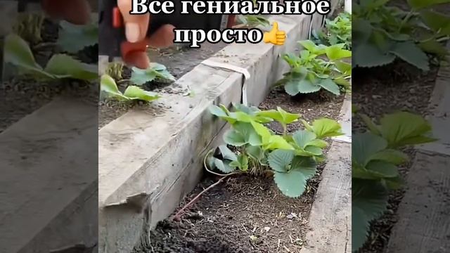 Лайфхак Как сделать лунку для посадки в огороде