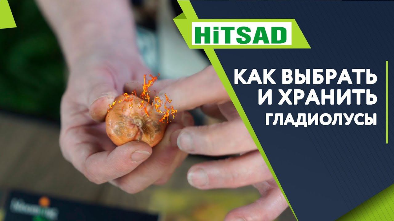 КАК ПРАВИЛЬНО ХРАНИТЬ ГЛАДИОЛУСЫ  Хранение Луковичных Цветов ️ Советы От Хитсад ТВ