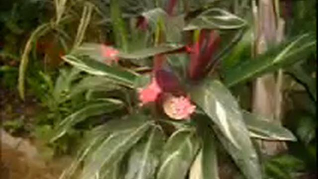 АМУРСК БОТАНИЧЕСКИЙ САД_525.wmv смотреть онлайн