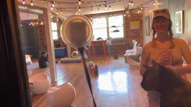 Мы нашли ее! Нашу кошку. #приютысша #влогсша смотреть онлайн