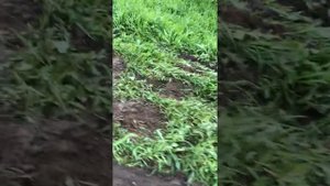 Форд транзит полный привод проверил работает!!!