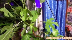 Инжир Брунсвик рост, посадка на зиму и уход за ним.#Инжир