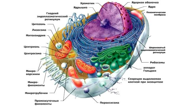 Искусственная жизнь (рассказывает профессор Давидс Фридманис).