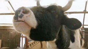 Кормление коров. Даём кукурузу.