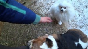 Дома жарко. Периодически отключаем котел. Молоки лосося. Купили картошку. Гора дров. Прическа у Див