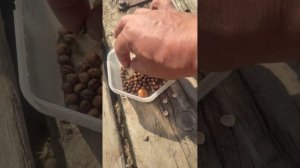 посадка вишни из косточек. продолжение...
