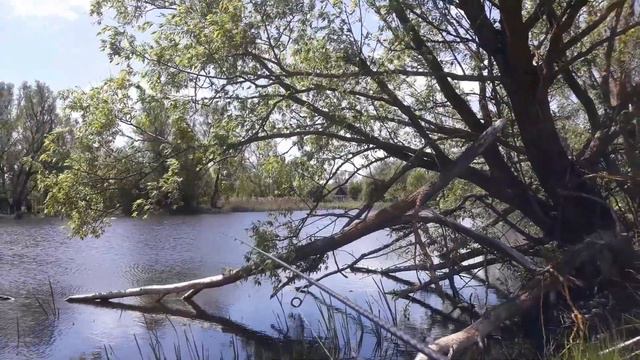 Ловля щуки и окуня в обед на классную приманку на спиннинг с берега смотреть онлайн