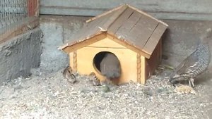 Чешуйчасті  перепілки з малечею (Callipepla squamata ).