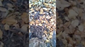 Как я собирала грибы валуи