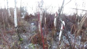 Первый лёд Тростенское Озеро | Зимняя рыбалка на жерлицы