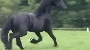 Вы думаете конный спорт легко