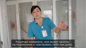 Конура на 5*: как устроена гостиница для животных