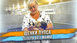 Щенки теперь без мамы...
