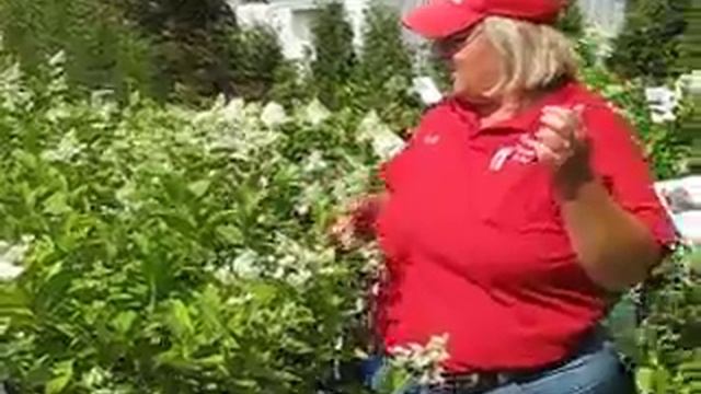 Great Star and Tardiva Hydrangea смотреть онлайн