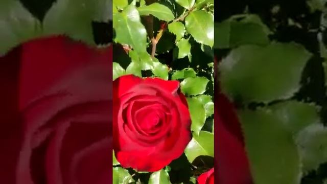 Роза Мона Лиза смотреть онлайн