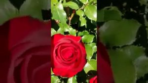 Роза Мона Лиза