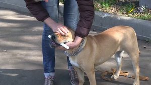 Дрессировка кадебо, выдержка с палкой