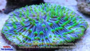 ПОТРЯСАЮЩИЕ Факты О КОРАЛЛАХ || А Вы ЗНАЛИ Об ЭТОМ ??...