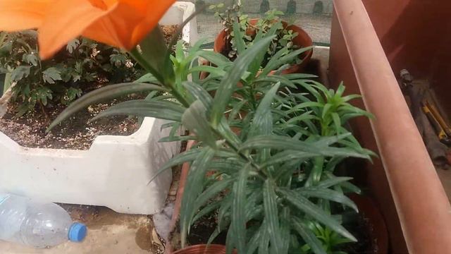 Riyadh Rooftop Garden - Oriental Lilies смотреть онлайн