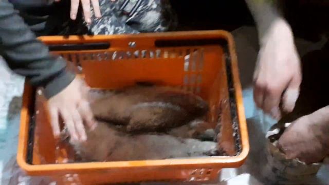 #каксолитьлеща Как Засолить Рыбу Леща!Вкусная солёная рыба,так солим всегда,результат отличный!