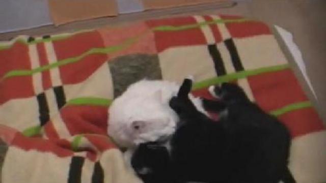 Кошачий инь-янь смотреть онлайн