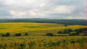 Природа Саратовского края. (80-летию Саратовской области посвящается!!!)