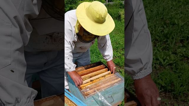 Как определить есть матка в гнезде или нет🐝 смотреть онлайн